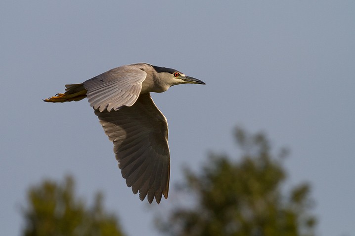 Nachtreiher Nycticorax nycticorax Black-crowned Night Heron